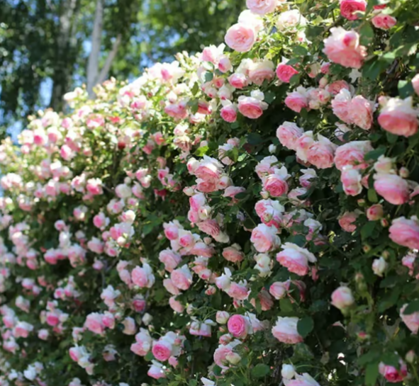 Climbing Vine Rose Flower Seeds