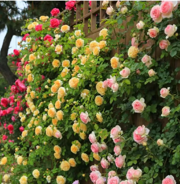 Climbing Vine Rose Flower Seeds