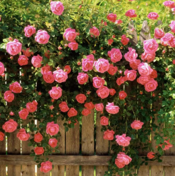 Climbing Vine Rose Flower Seeds