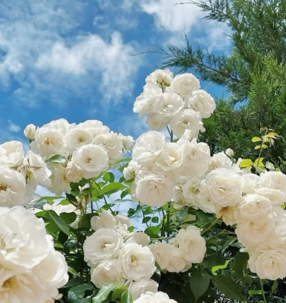 Climbing Vine Rose Flower Seeds